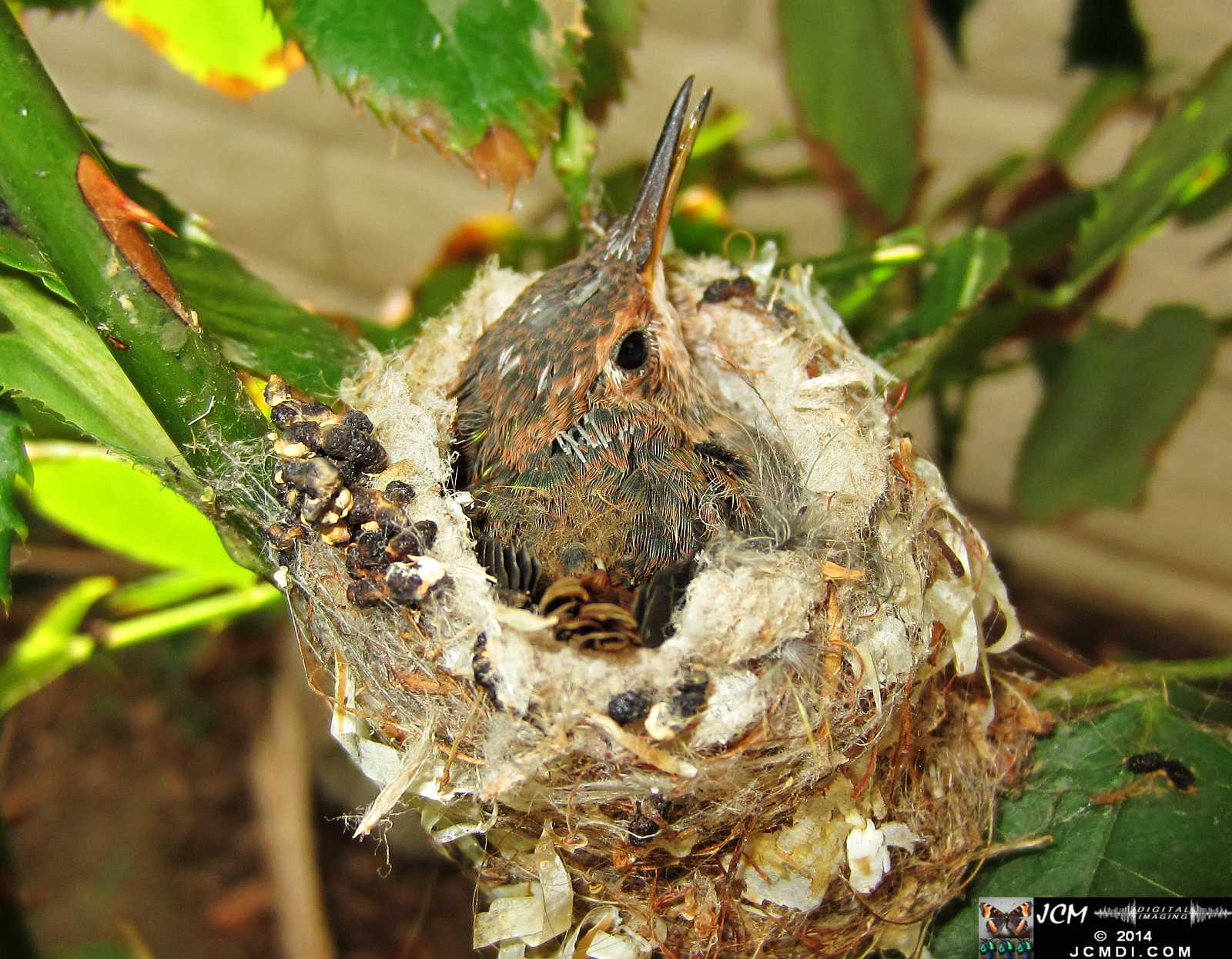 Allens Hummingbird chick and nest image 3-26-2014